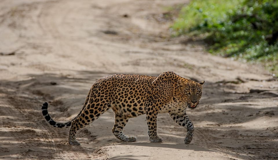 From Hambantota: Lunugamvehera National Park Wild Safari - Booking and Reservation Details