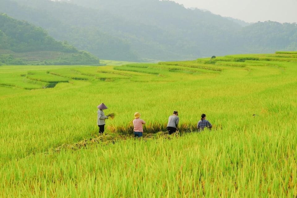 From Hanoi: Trekking To Explore Terraced Fields 2 Days - Why Choose This Trek