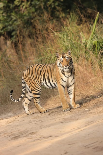 From Kathmandu: 4-Day Chitwan National Park Safari - Wildlife Encounters