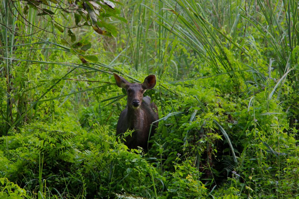 From Kathmandu/Pokhara: Private 3-Day Chitwan Safari Tour - Customer Reviews and Feedback