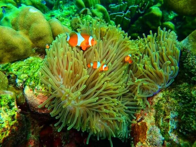 From Ko Libong: Laoliang Islands Private Tour - Snorkeling at Lantern Island