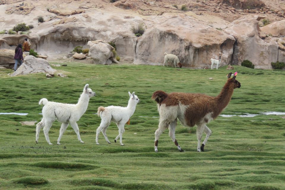 From La Paz: Uyuni Salt Flats & Tunupa Volcano by Bus. - Important Restrictions