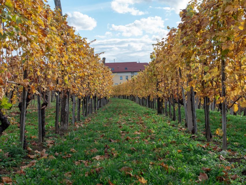 From Ljubljana: Vipava Valley Wine Express Tour - Sustainability in Winemaking