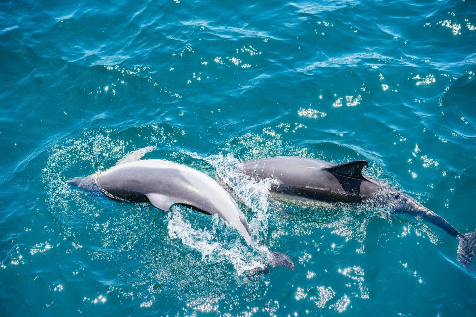 From Malaga: Day Trip to Gibraltar and Dolphin Boat Tour - Booking and Reservations