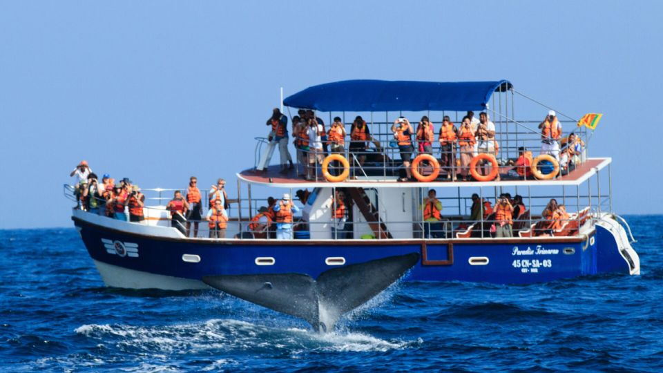 From Mirissa: Private Whale Watching Tour With Sunset - Frequently Asked Questions