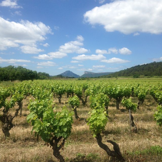 From Montpellier: Pic Saint-Loup Wine and Food Tour - Tips for a Great Experience
