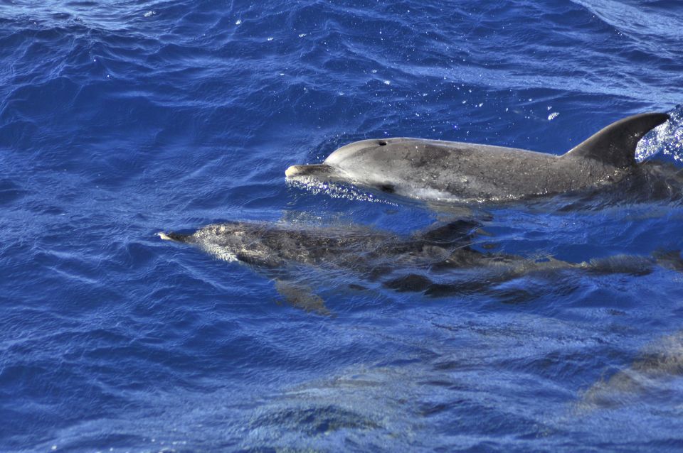 From Morro Jable: Dolphin and Whale Watching by Speedboat - Important Considerations