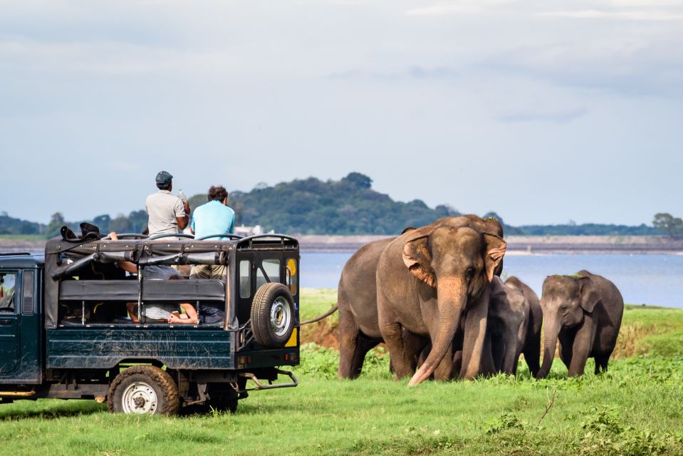 From Negombo: Minneriya National Park Safari Tour - Return to Negombo