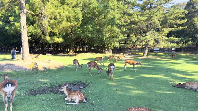 From Osaka/Kyoto: Nara One Day Private Tour - Frequently Asked Questions