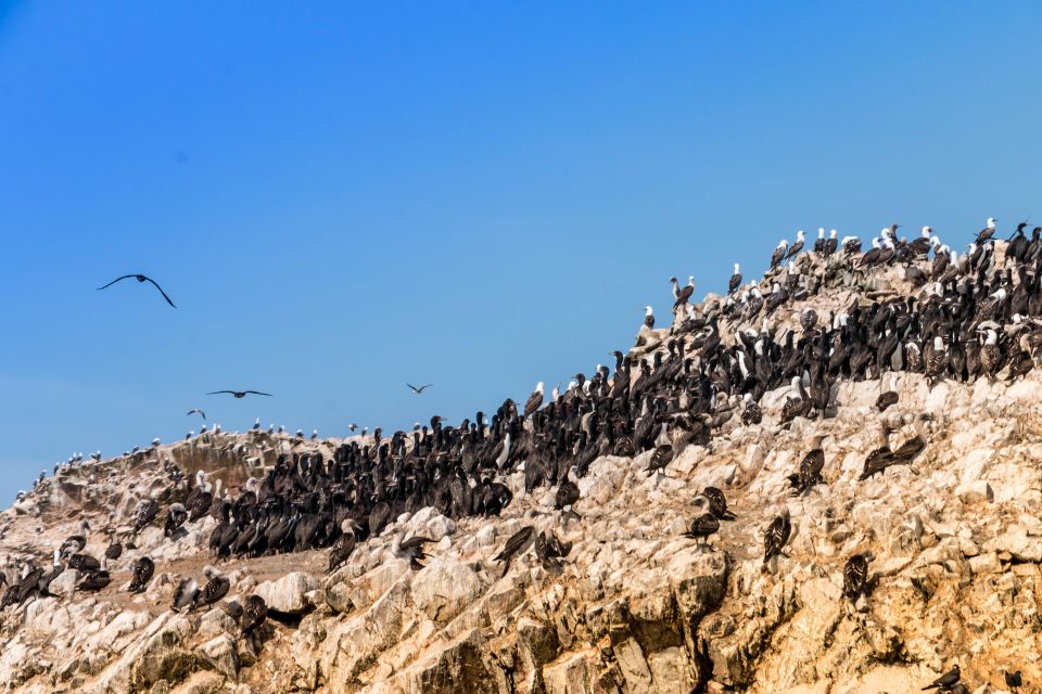 From Paracas: Ballestas Island Marine Wildlife Watching - Hotel Pickup Option