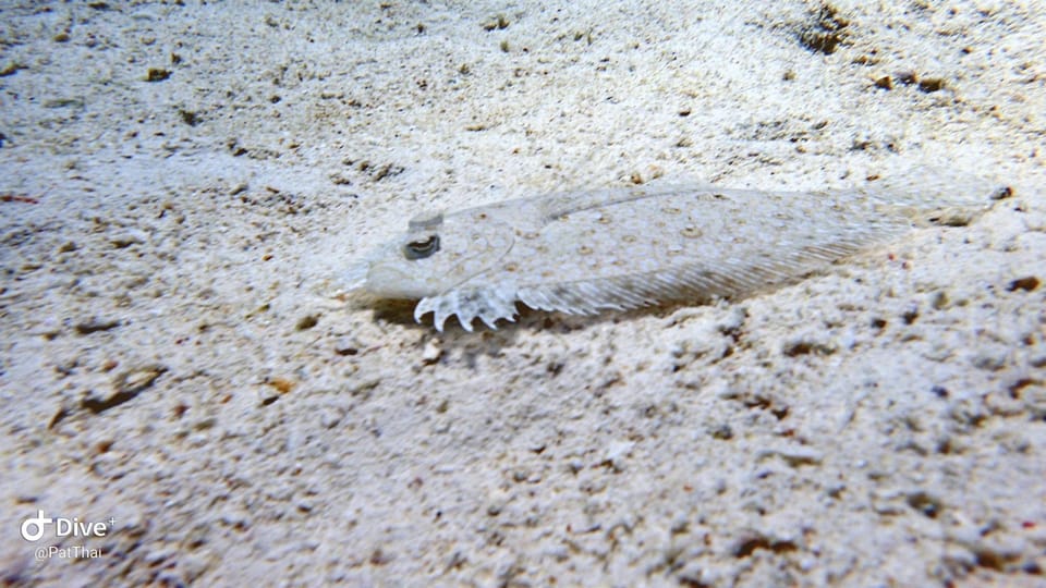 From Phuket 3 Dives Racha Noi/Yai Certified Diver FREE PHOTO - Unique Underwater Environments