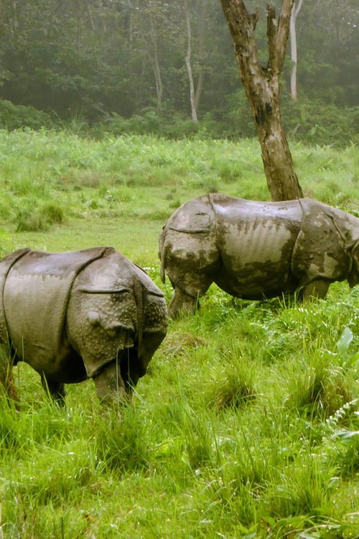 From Pokhara: 3-Days Chitwan Safari Tour With Hotel Transfer - Important Travel Information