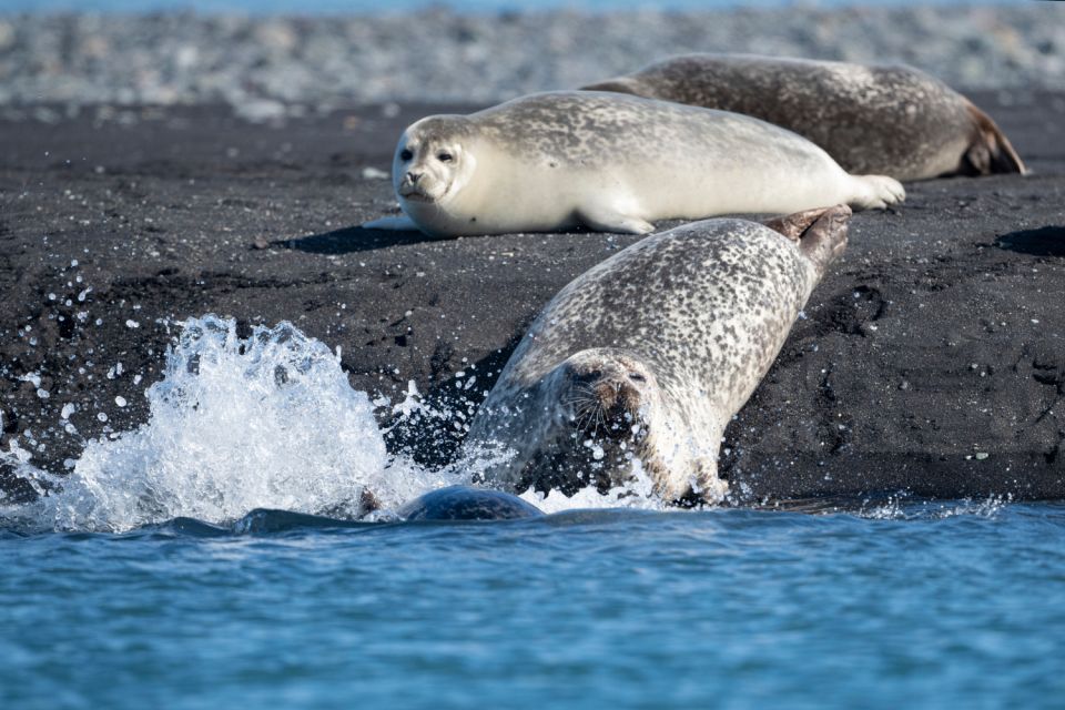 From Reykjavík: 3-Day Tour of the Wild Westfjords - Customer Feedback