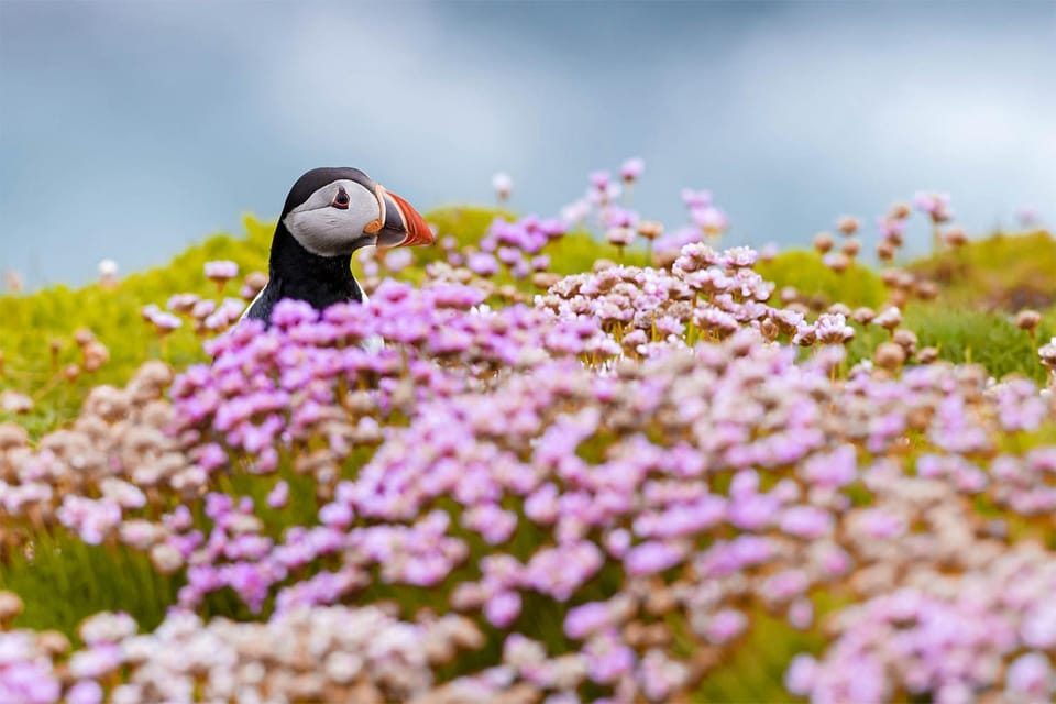 From Reykjavik: Puffin and Volcano Tour in Westman Islands - Frequently Asked Questions