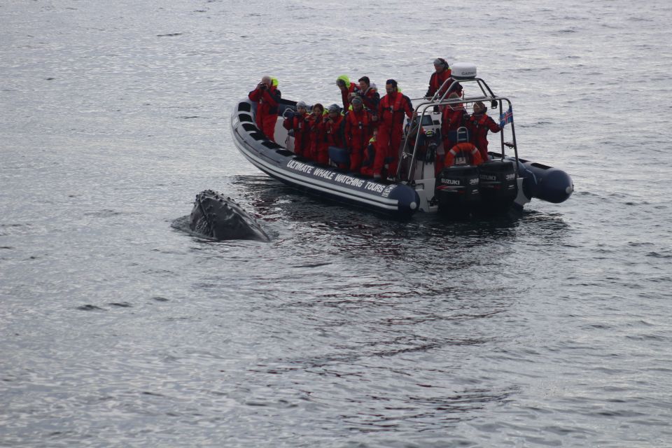 From Reykjavik: Whale and Puffin Watching RIB Boat Tour - Frequently Asked Questions