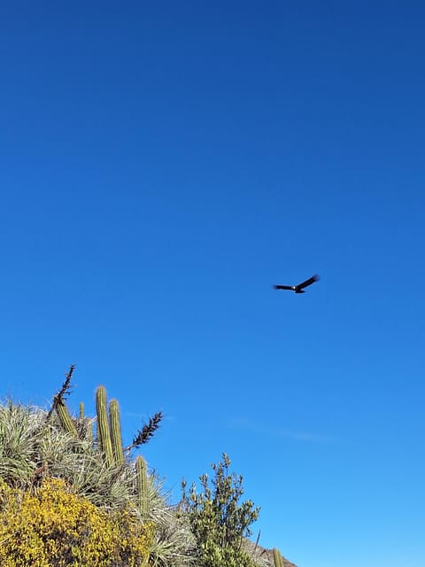 From Santiago: Andes Lookout, Half-Day Hike - Booking Details