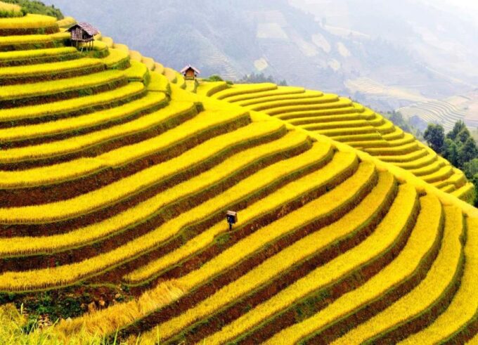 From Sapa : 1 Day Amazing Sapa Trek to Terrace Rice Field - Booking Information