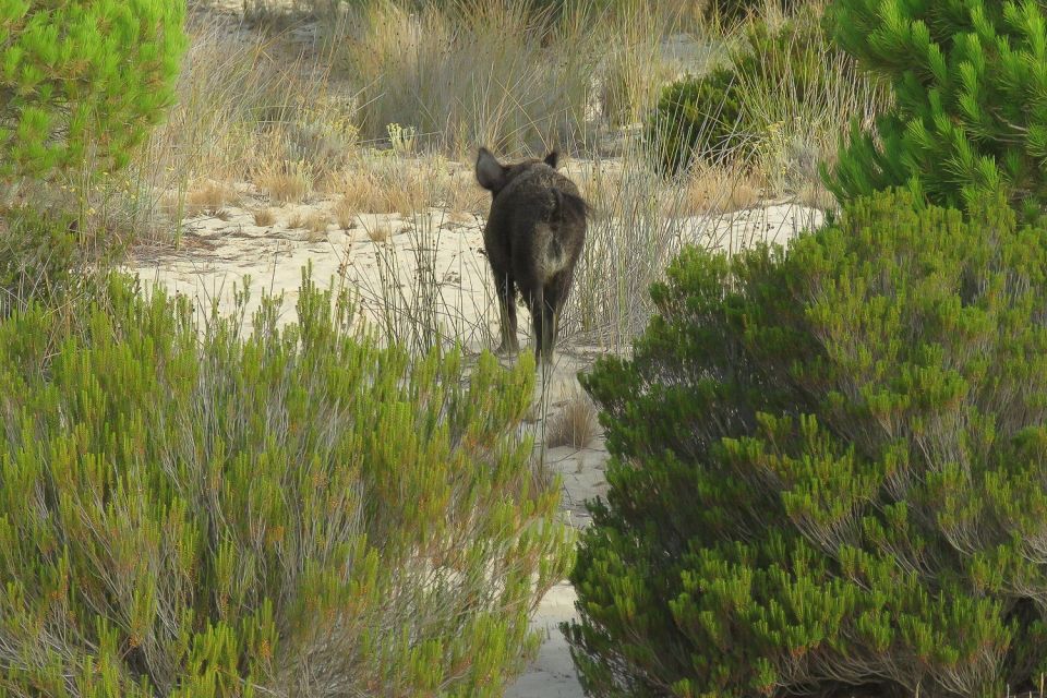 From Seville: Doñana National Park Day Trip - Preparation Recommendations