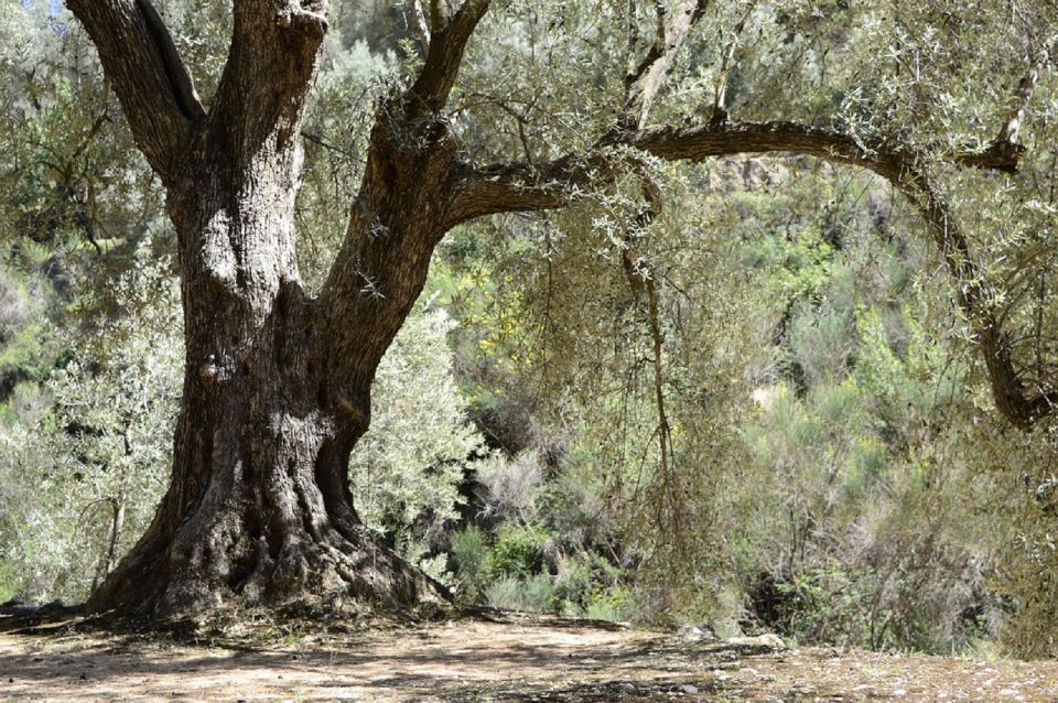 From Seville: Olive Oil Farm Tour - Frequently Asked Questions