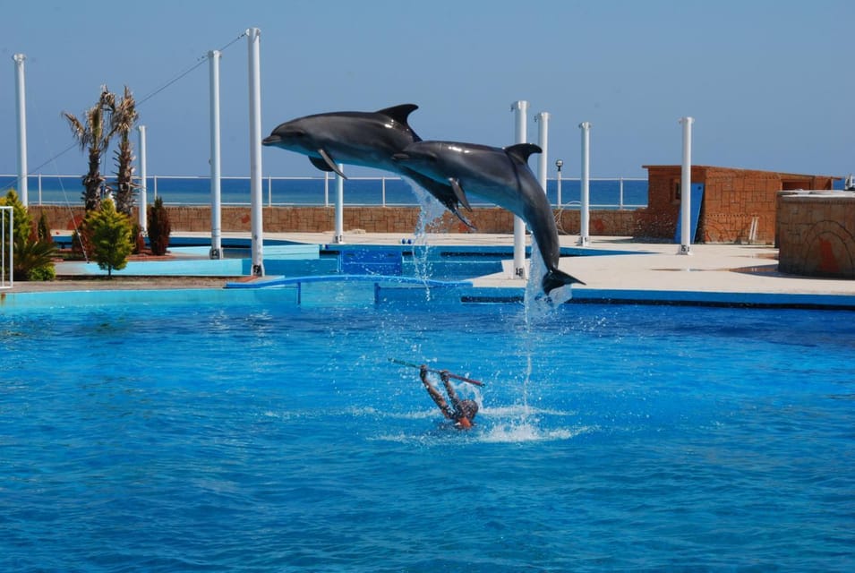 From Side: Dolphin and Seal Show Ticket With Hotel Transfers - Booking Information