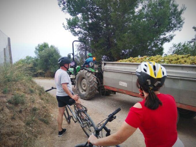 From Sitges: Cycling Tour With Winery Visit and Tasting - Panoramic Views of Vineyards