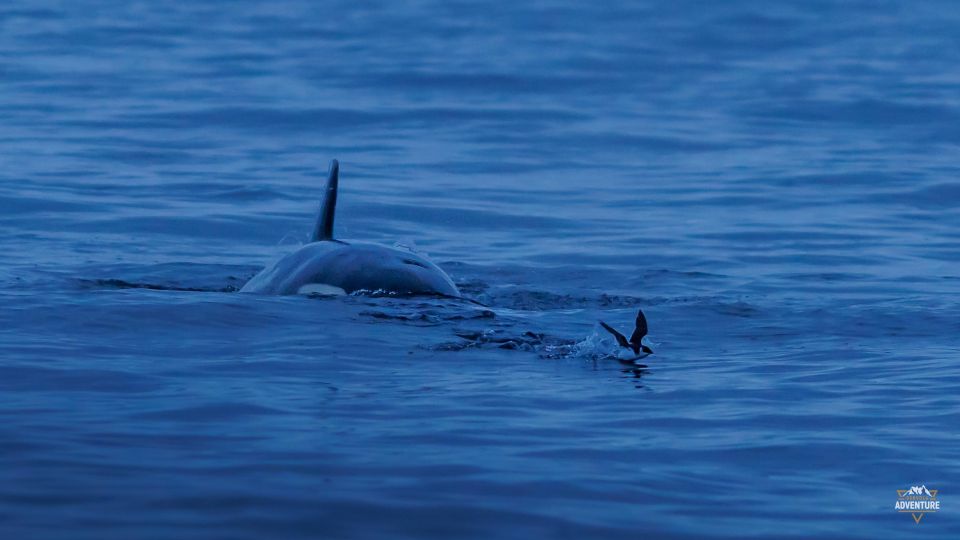 From Skjervøy: Whale Watching in a Heated Cabin Cruiser - Frequently Asked Questions