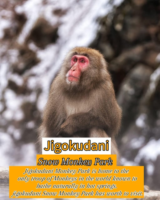 From Tokyo: Nagano, Zenkoji Temple, Snow Monkeys Day Trip - Encountering Snow Monkeys