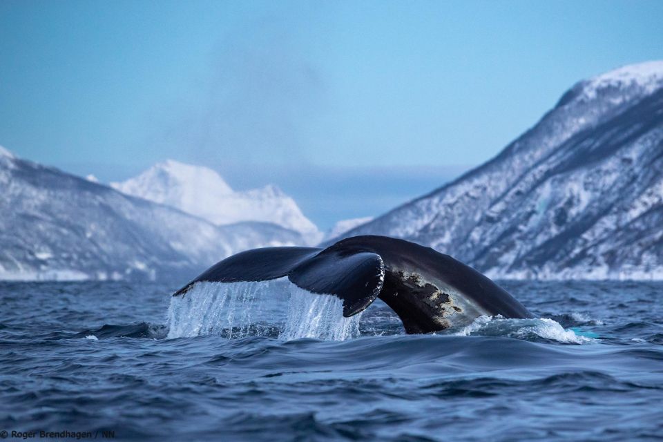 From Tromsø: Overnight Northern Lights & Whale Watching Tour - Booking and Cancellation Policy