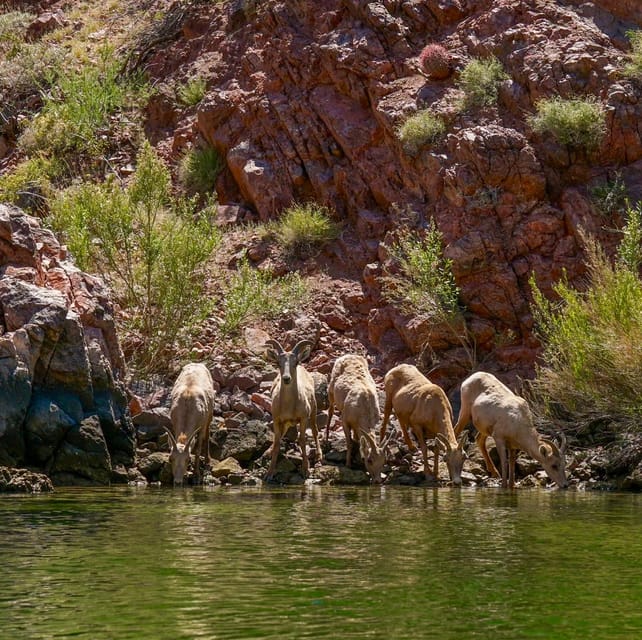 From Willow Beach: Half-Day Black Canyon Narrows Kayak Tour - Frequently Asked Questions