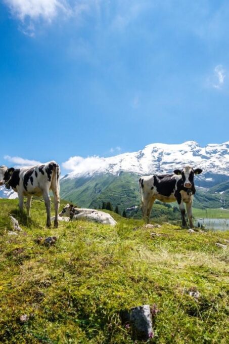 From Zurich: 2-Day Mt.Titlis Including 4-Course Dinner - Important Information for Travelers