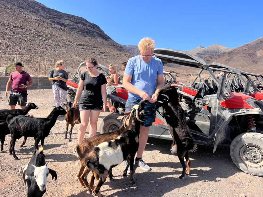 Fuerteventura: Buggy Tour in the South of the Island - Tour Duration and Group Size