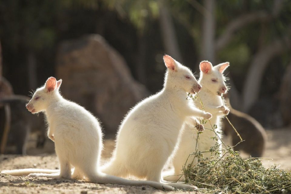 Fuerteventura: Oasis Wildlife Entry Ticket - Visiting From Canary Islands