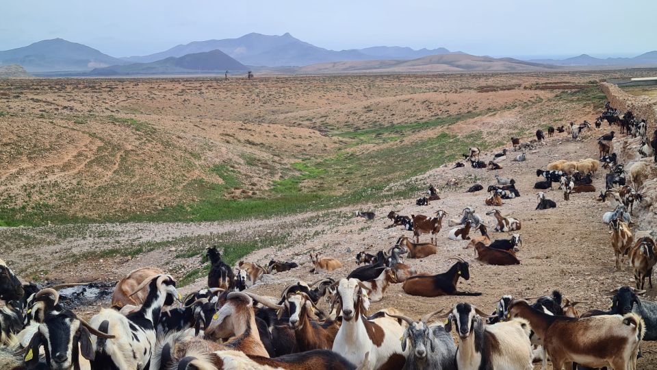 Fuerteventura: Tapas and Local Life Guided Tour - Preparation and Requirements