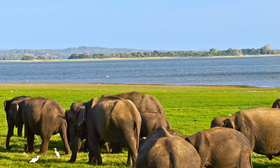 Galle/Mirissa: Yala & Udawalawe Safari Day Trip With Picnic - Booking and Cancellation Policy