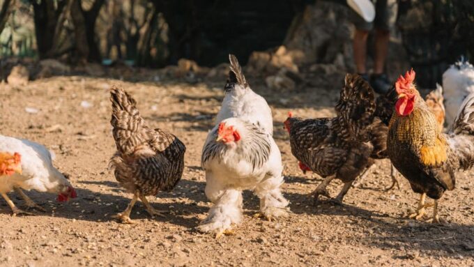 Gallura: Picnic on a Farm With Animals - Frequently Asked Questions