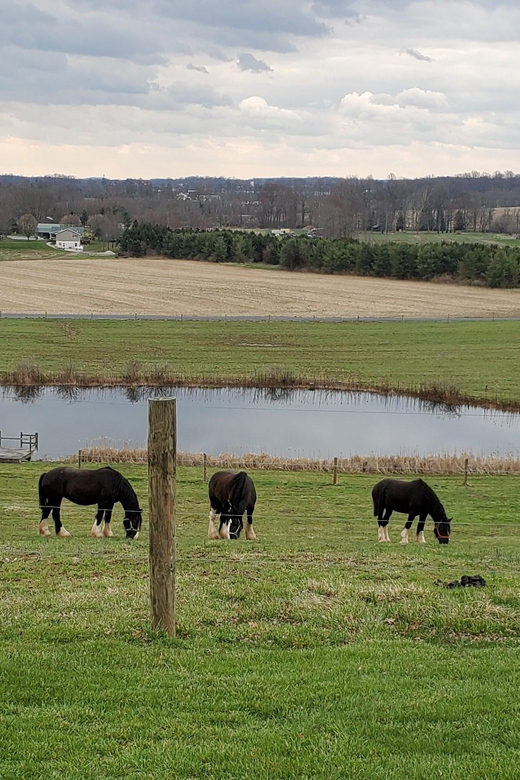 Gettysburg: Horse-Drawn Carriage Tour Countryside & Orchards - Customer Feedback