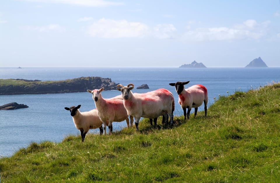 Giants Causeway Private Luxury Tour - Customer Reviews and Feedback