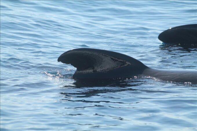 Gibraltar Dolphins Watching Day Trip From Seville - Customer Ratings