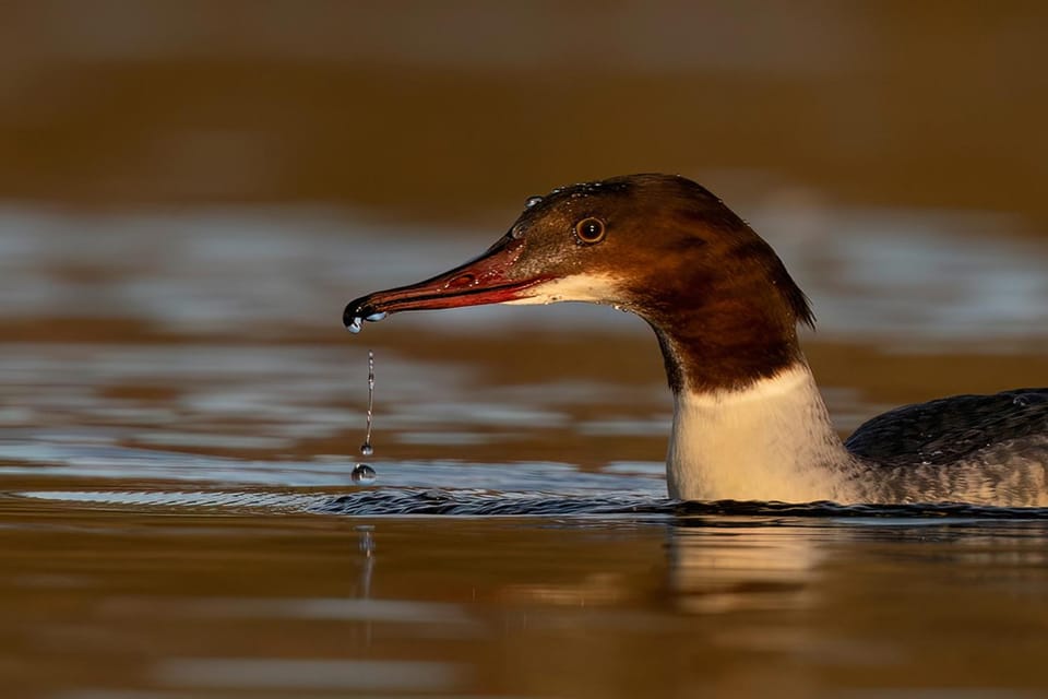 Glasgow: Beginners Wildlife Photography Workshop - Private Group Option