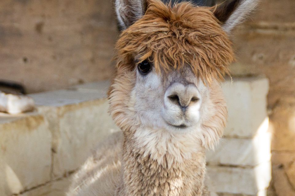 Gozo Alpaca Walks : With Feeding and Farm Visit - Why Choose Gozo Alpaca Walks