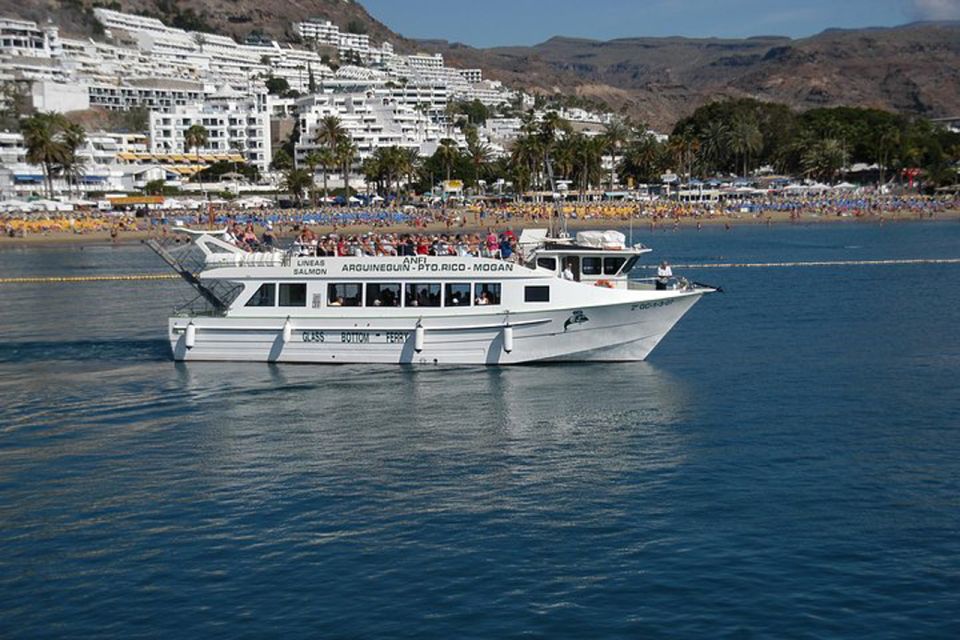 Gran Canaria: Dolphin and Whale Watching Cruise - Motion Sickness Considerations