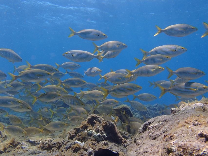 Gran Canaria Scuba Diving for Certified Divers - Booking and Cancellation