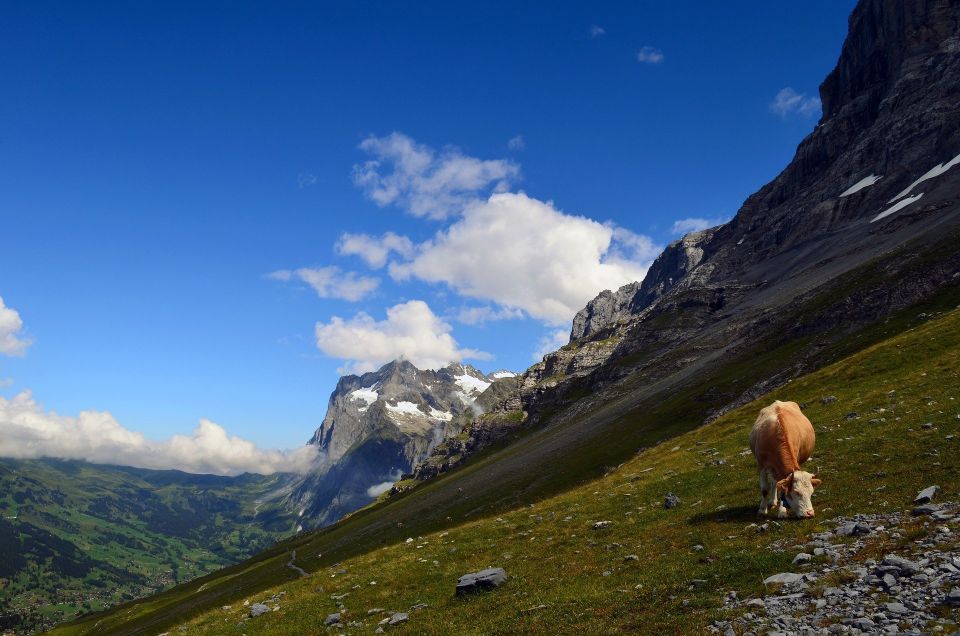 Grindelwald: Guided 7 Hour Hike - Accessibility and Travel Options