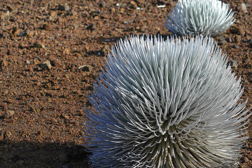 Haleakalā: Discover Volcanic Wonders Driving Tour - Frequently Asked Questions