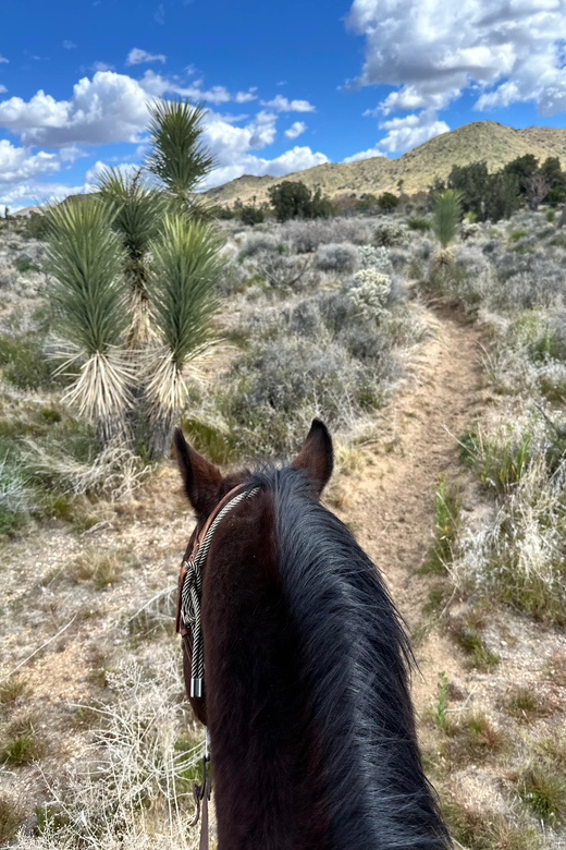 Half Day Horseback Riding Experience Through Joshua Tree - Safety Guidelines