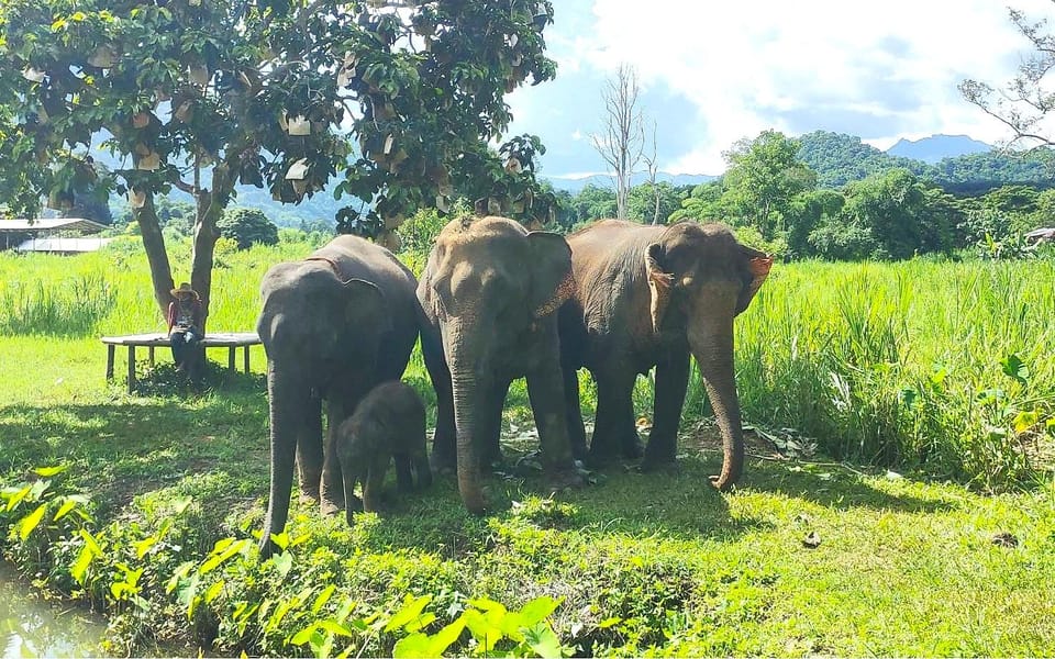 Half-Day Visit at CHIANGMAI ELEPHANT CARE Program (8am-1pm) - Recommendations and Reviews