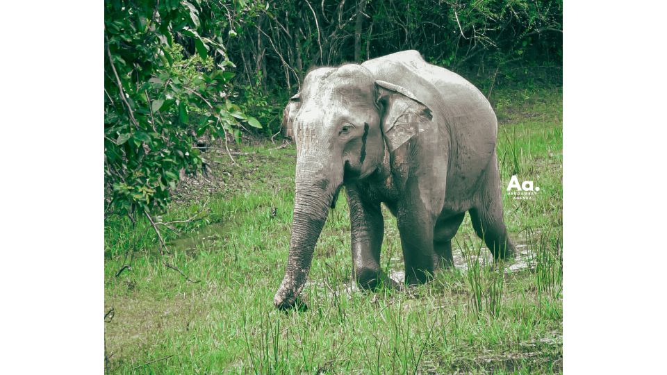 Half-Day Wild Safari in Kumana National Park - Booking and Cancellation Policy