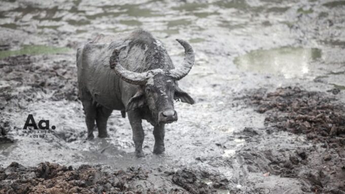 Half-Day Wild Safari in Yala National Park - Booking and Reservation Details