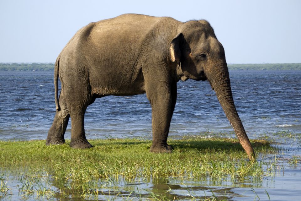 Hambantota Port: Bundala National Park Safari in a 4x4 - Migratory Birds and Aquatic Wildlife