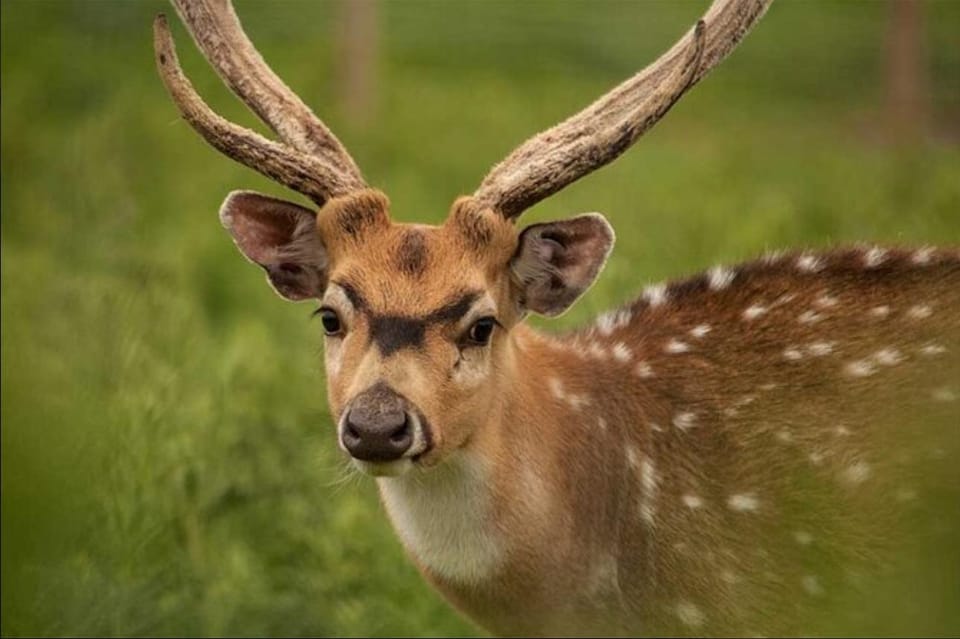 Highland Cows, Walk Alpacas & Scottish Wildlife Centre - Recommended Preparations